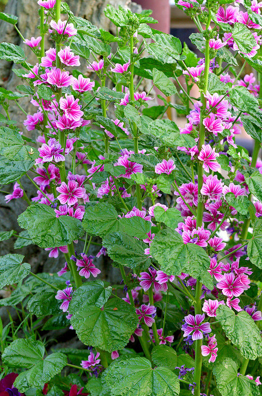 通常是Mallow / Malva Mauritiana / Malva Sylvestris